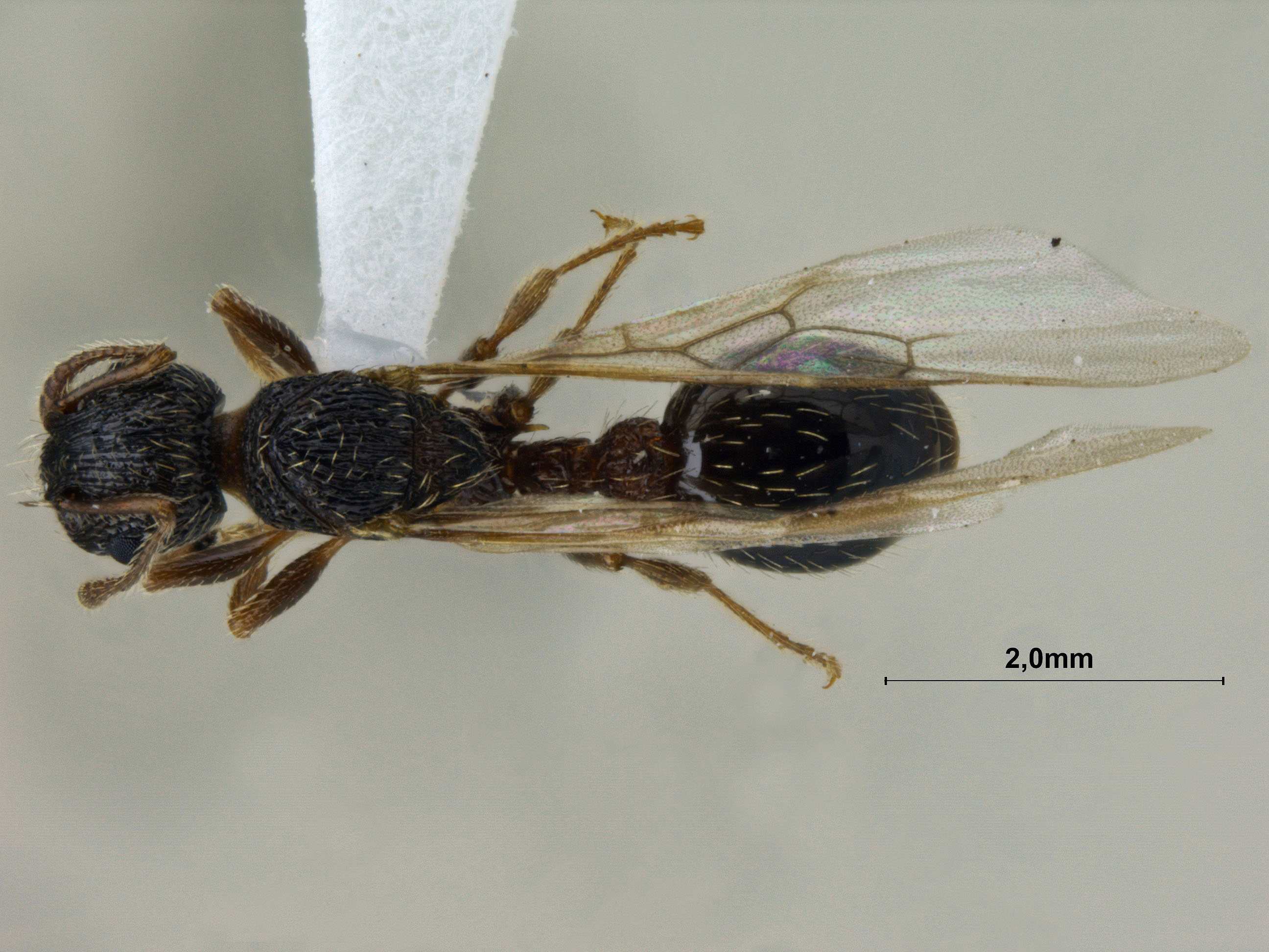 Foto Myrmica pisarskii Radchenko, 1994 dorsal