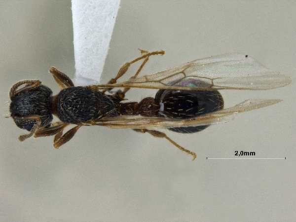 Myrmica pisarskii Radchenko, 1994 dorsal