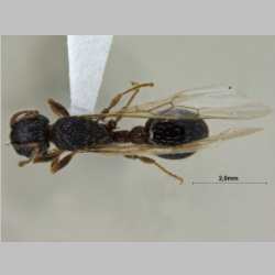 Myrmica pisarskii Radchenko, 1994 dorsal