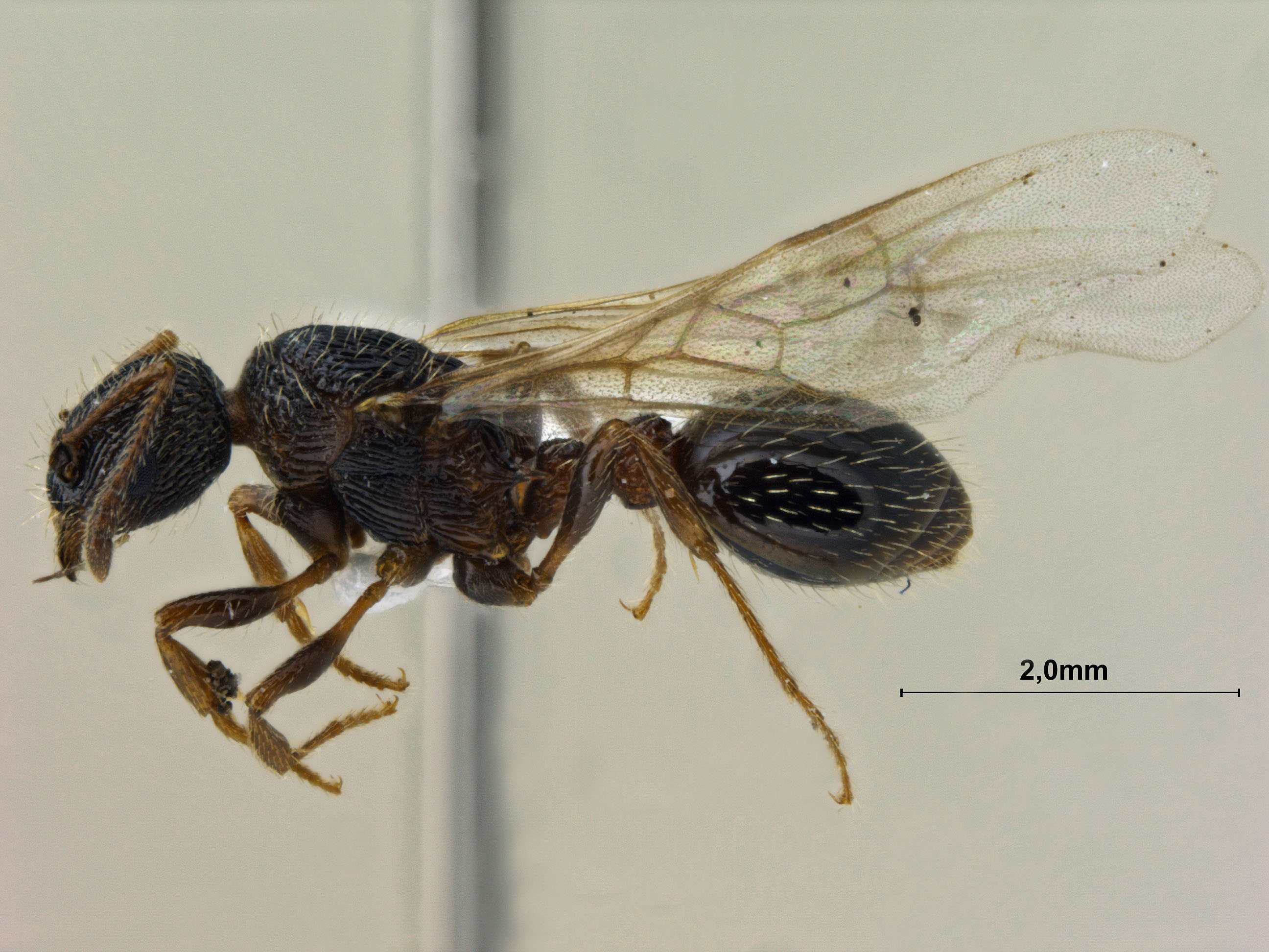 Foto Myrmica pisarskii Radchenko, 1994 lateral