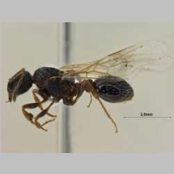 Myrmica pisarskii Radchenko, 1994 lateral