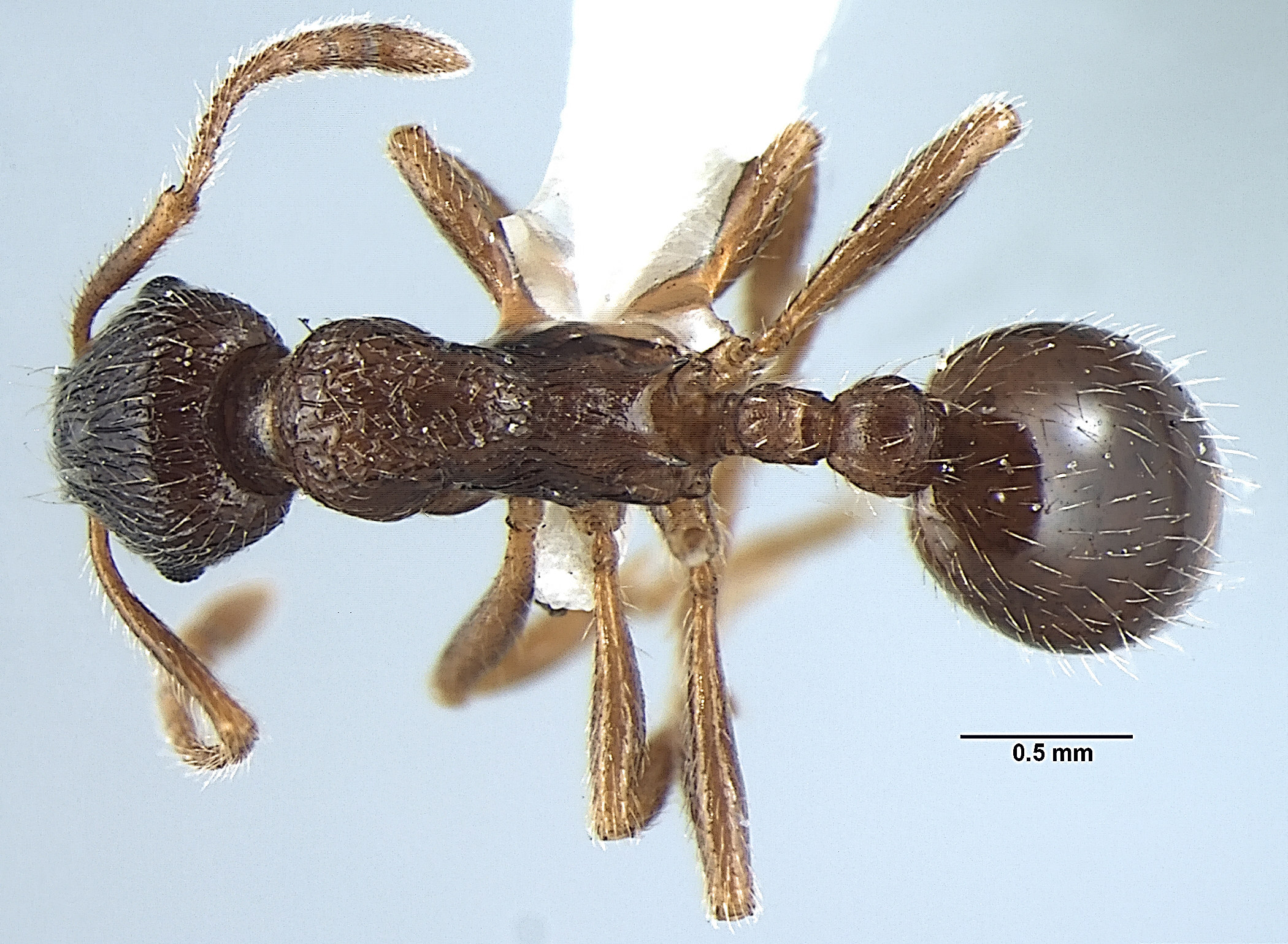 Foto Myrmica pseudorugosa Bharti, 2012 dorsal