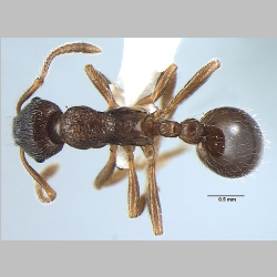 Myrmica pseudorugosa Bharti, 2012 dorsal