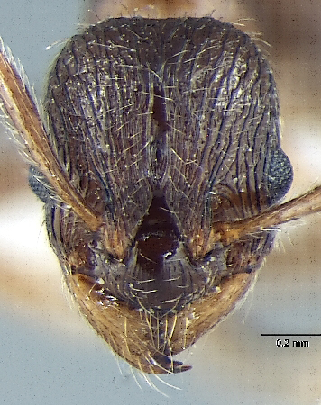 Myrmica pseudorugosa Bharti, 2012 frontal