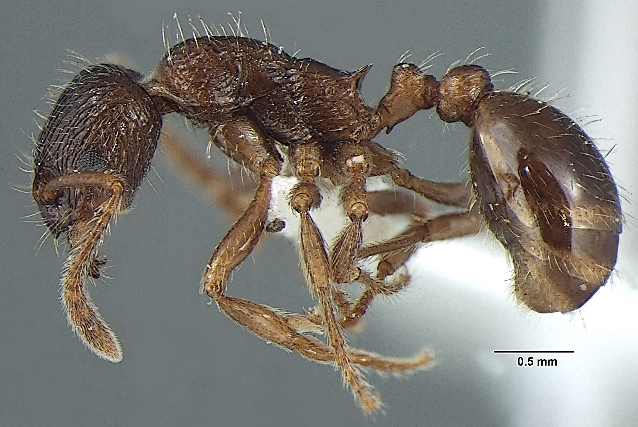 Foto Myrmica pseudorugosa Bharti, 2012 lateral