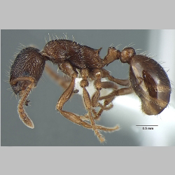 Myrmica pseudorugosa Bharti, 2012 lateral