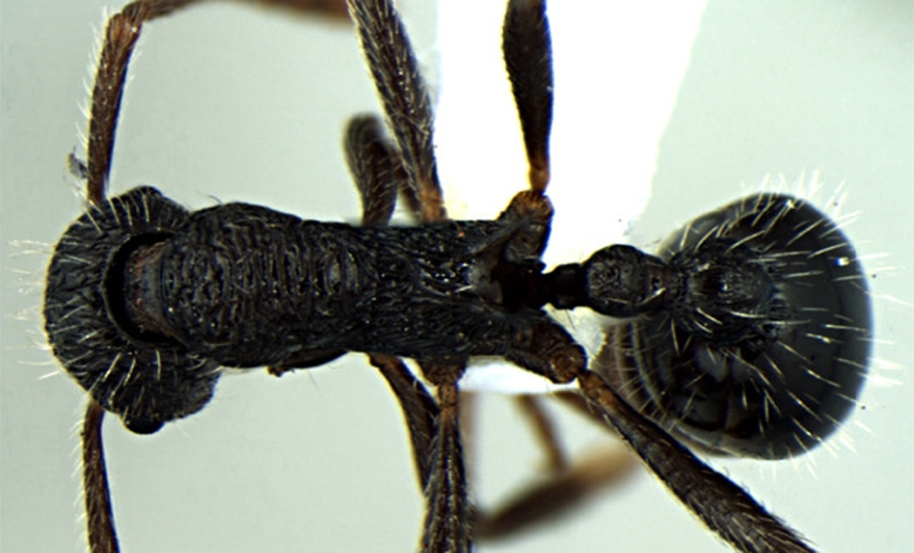 Foto Myrmica religiosa Bharti Gul, 2013 dorsal