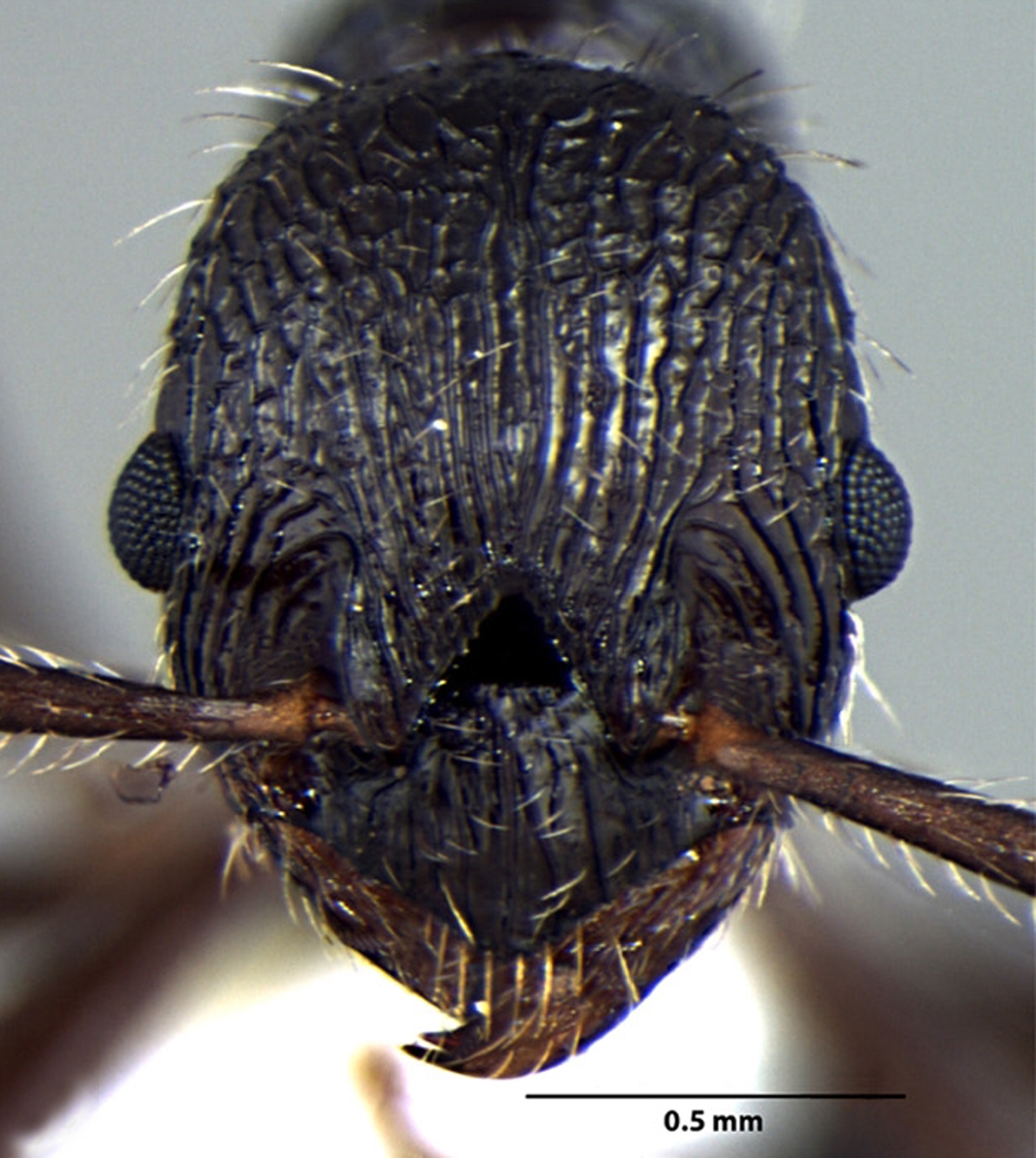 Foto Myrmica religiosa Bharti Gul, 2013 frontal