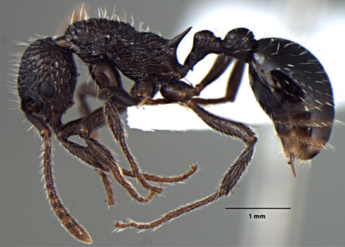 Foto Myrmica religiosa Bharti Gul, 2013 lateral