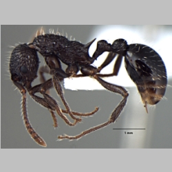 Myrmica religiosa Bharti Gul, 2013 lateral