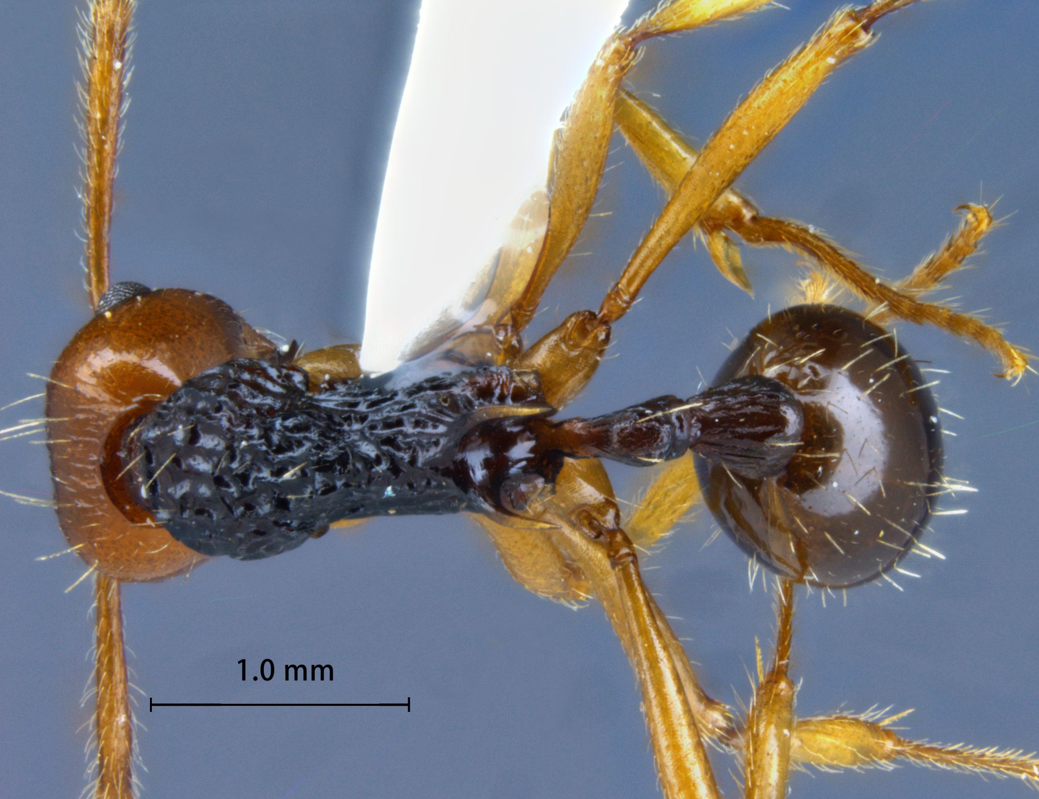 Foto Myrmica ritae Emery, 1889 dorsal