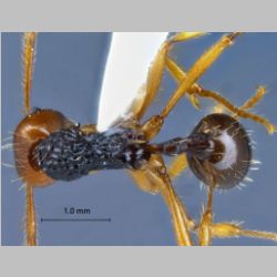 Myrmica ritae Emery, 1889 dorsal