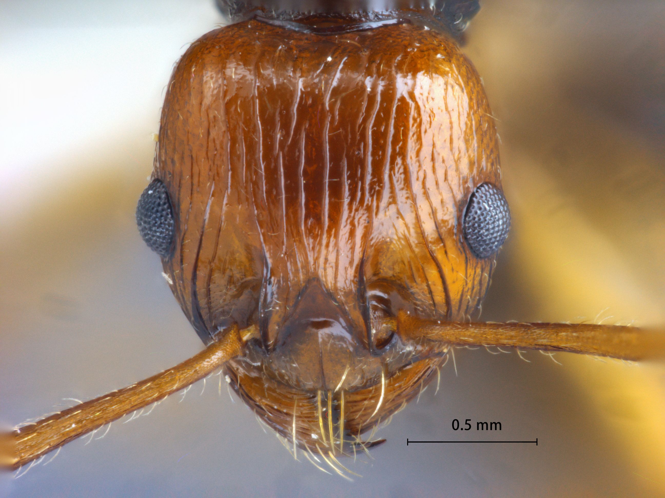 Foto Myrmica ritae Emery, 1889 frontal