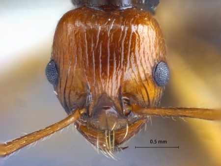 Myrmica ritae Emery, 1889 frontal
