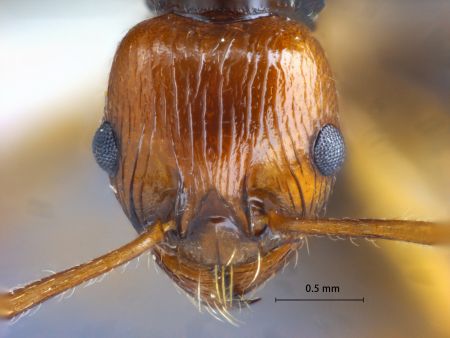 Myrmica ritae Emery, 1889 frontal