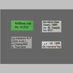 Myrmica ritae Emery, 1889 Label