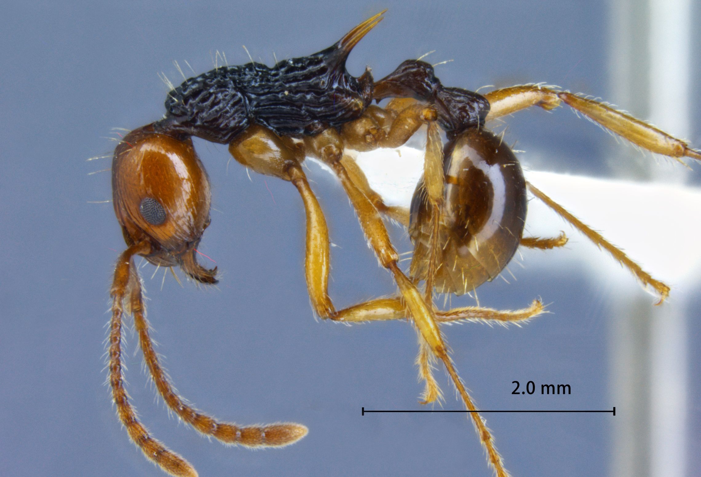 Foto Myrmica ritae Emery, 1889 lateral