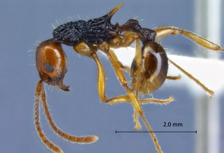 Myrmica ritae Emery, 1889 lateral