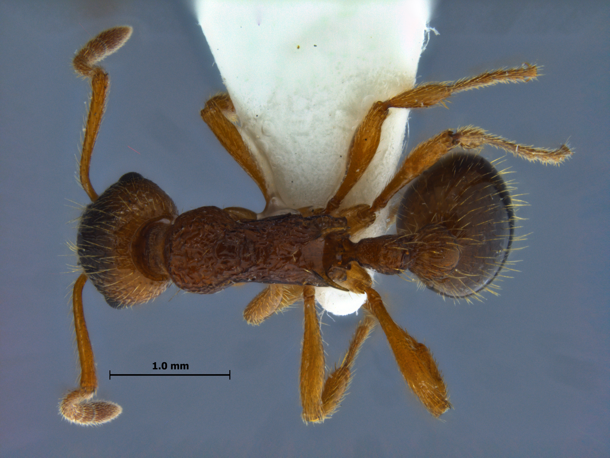 Foto Myrmica ruginodis dorsal