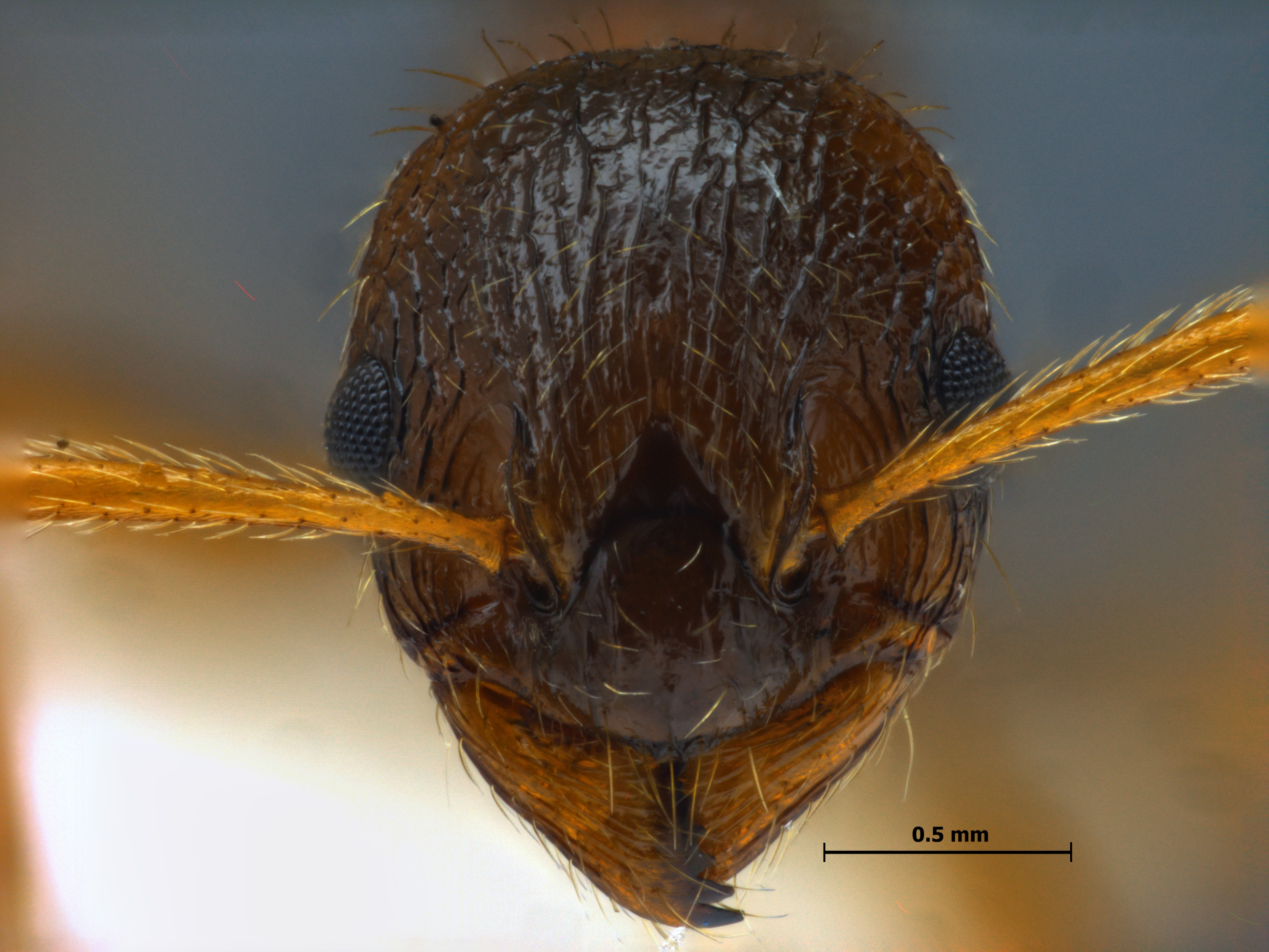 Foto Myrmica ruginodis frontal