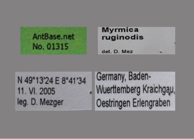 Foto Myrmica ruginodis Label