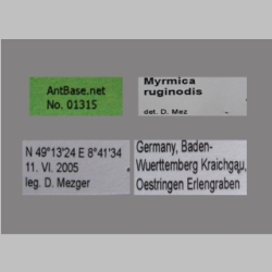 Myrmica ruginodis Label