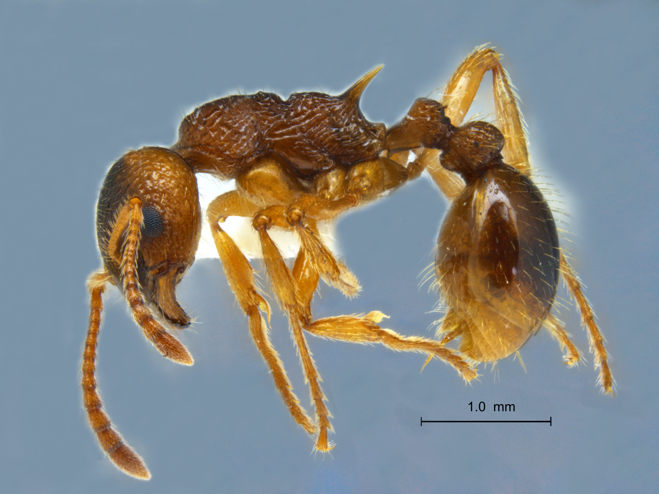 Foto Myrmica ruginodis lateral