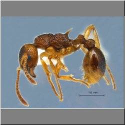 Myrmica ruginodis lateral