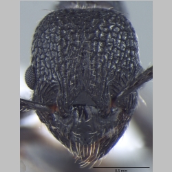 Myrmica rupestris frontal