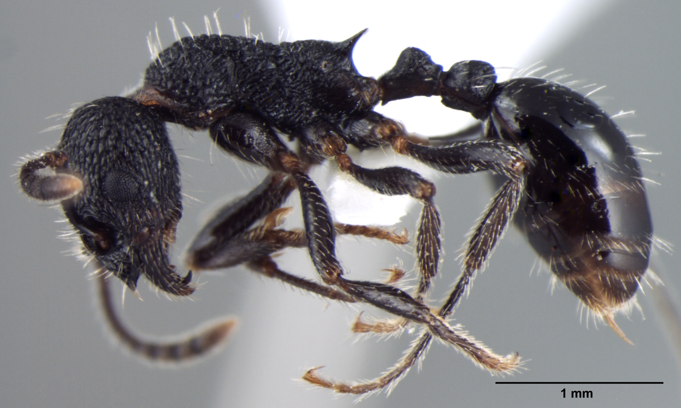 Foto Myrmica rupestris lateral