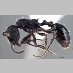 Myrmica rupestris lateral