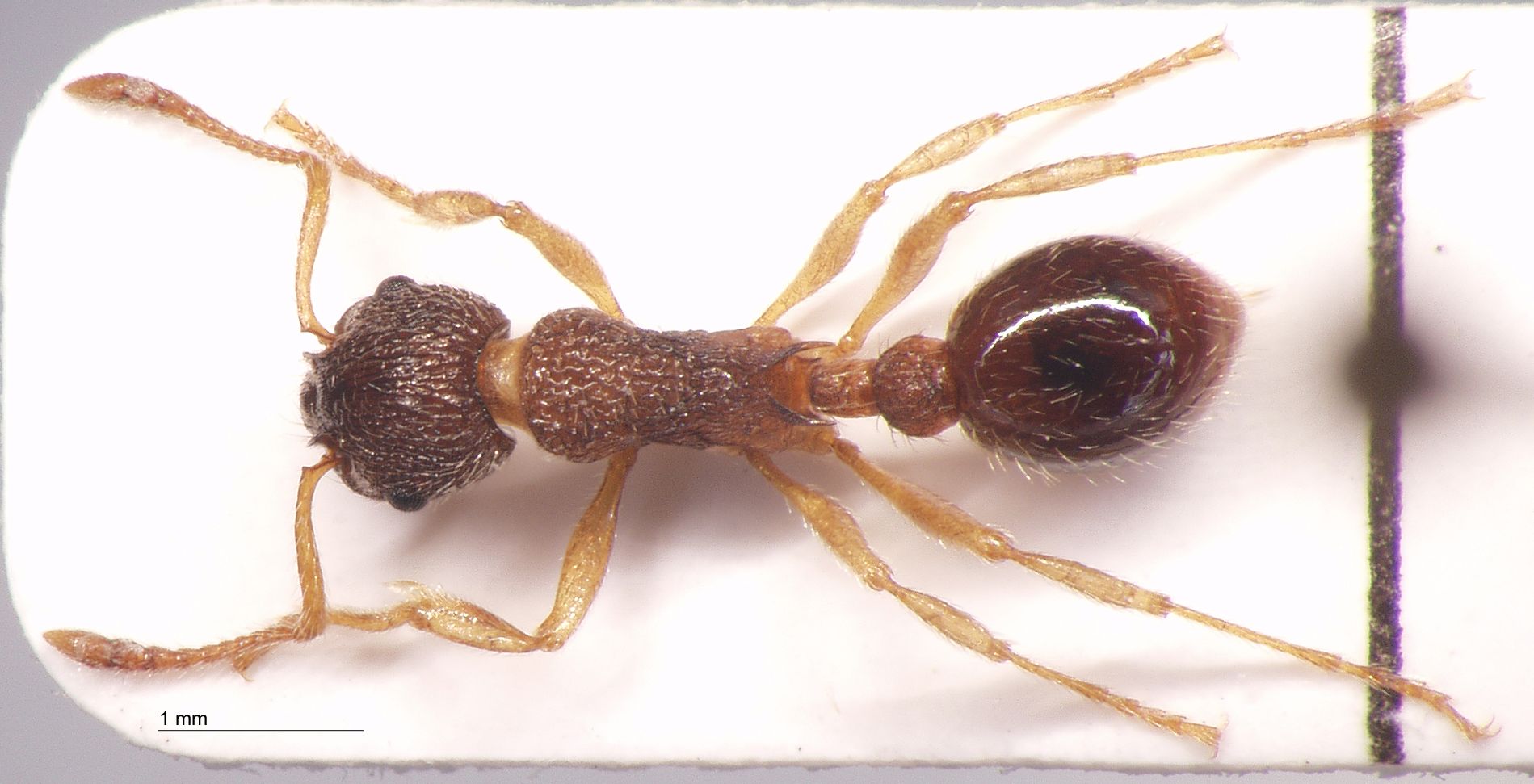 Foto Myrmica scabrinodis var. eidmanni Menozzi, 1930 dorsal