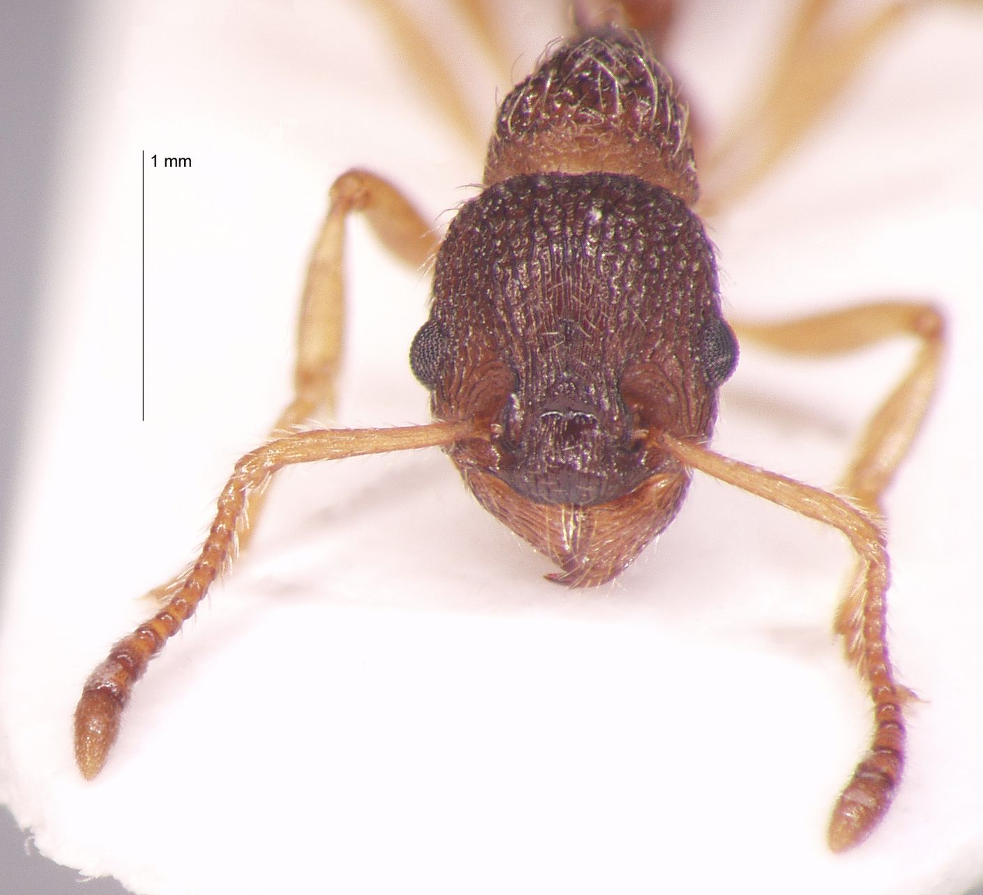 Foto Myrmica scabrinodis var. eidmanni Menozzi, 1930 frontal