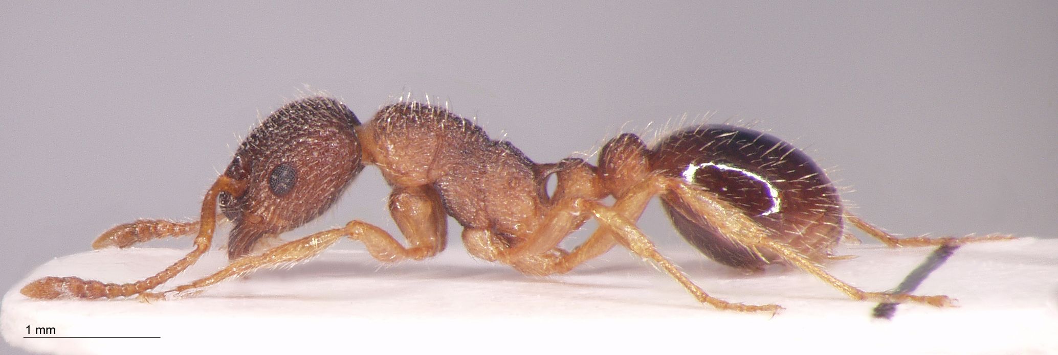 Foto Myrmica scabrinodis var. eidmanni Menozzi, 1930 lateral