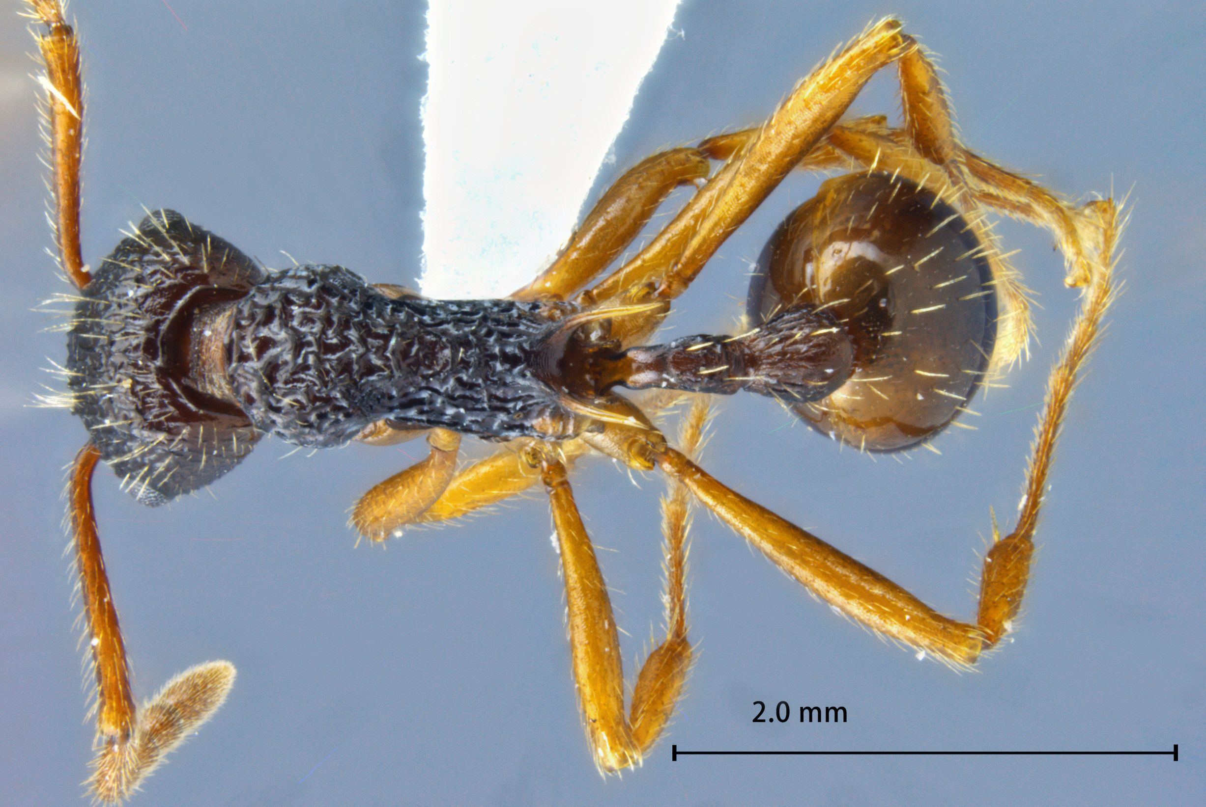 Foto Myrmica serica Wheeler, 1928 dorsal