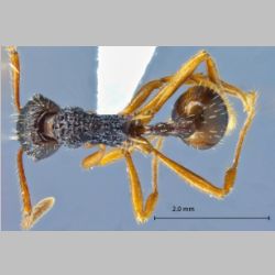 Myrmica serica Wheeler, 1928 dorsal