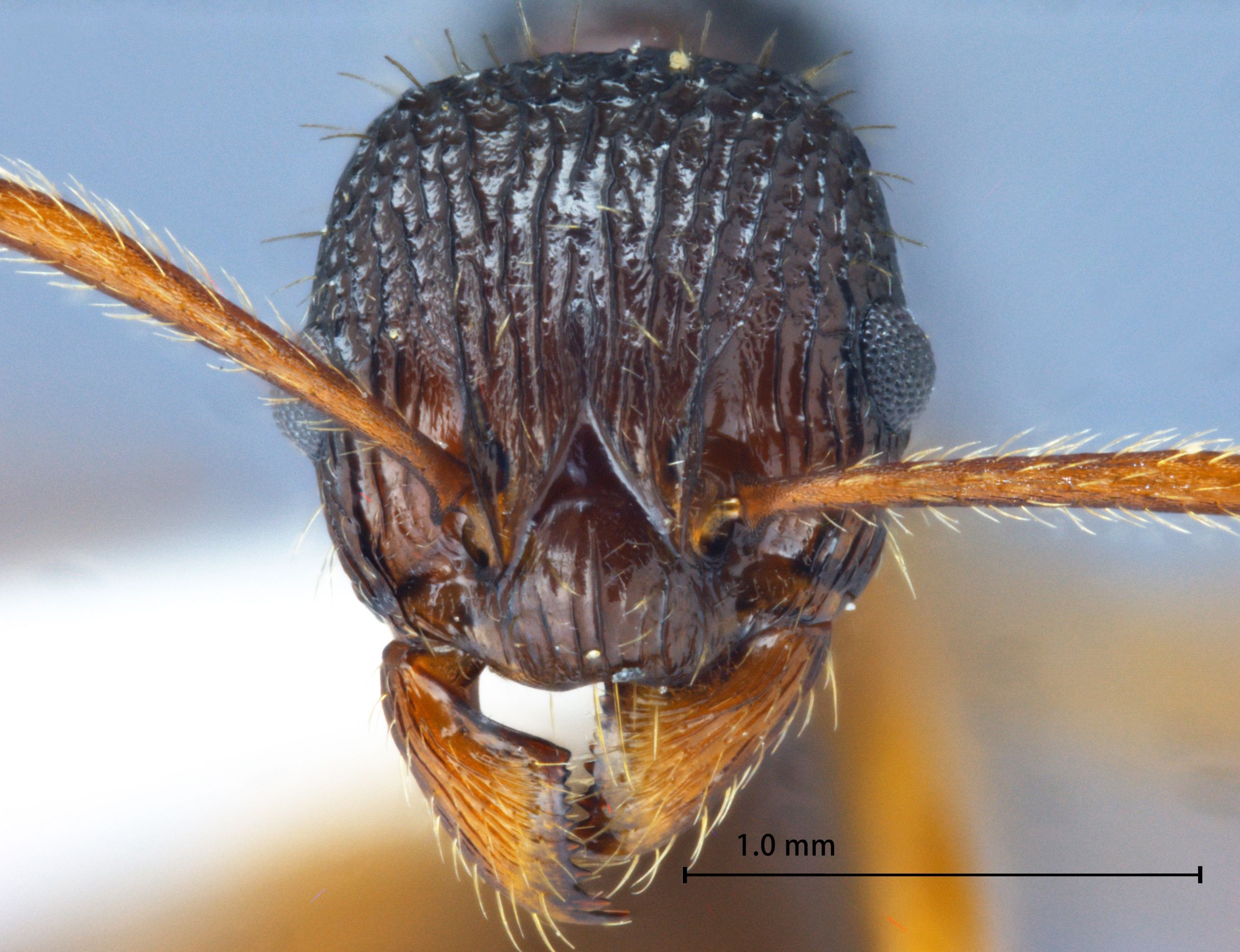 Foto Myrmica serica Wheeler, 1928 frontal