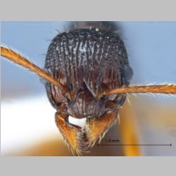 Myrmica serica Wheeler, 1928 frontal