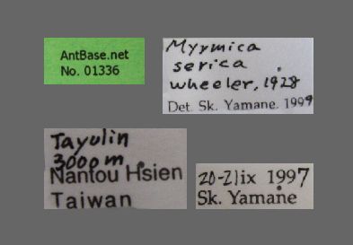 Foto Myrmica serica Wheeler, 1928 Label