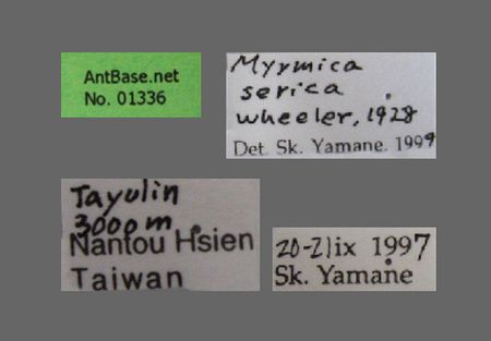 Myrmica serica Wheeler, 1928 Label
