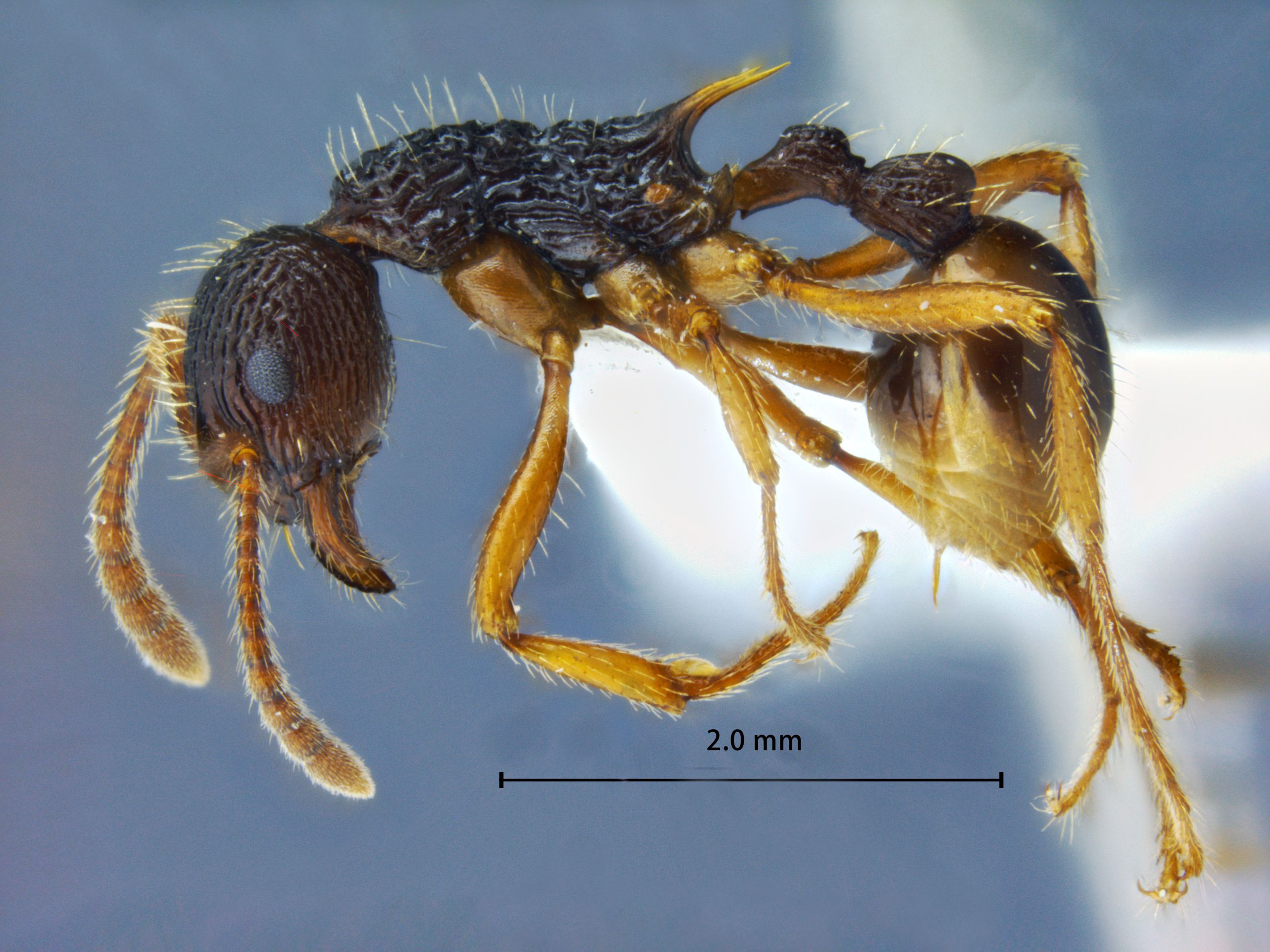 Foto Myrmica serica Wheeler, 1928 lateral