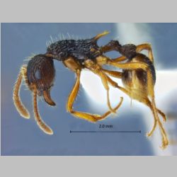 Myrmica serica Wheeler, 1928 lateral