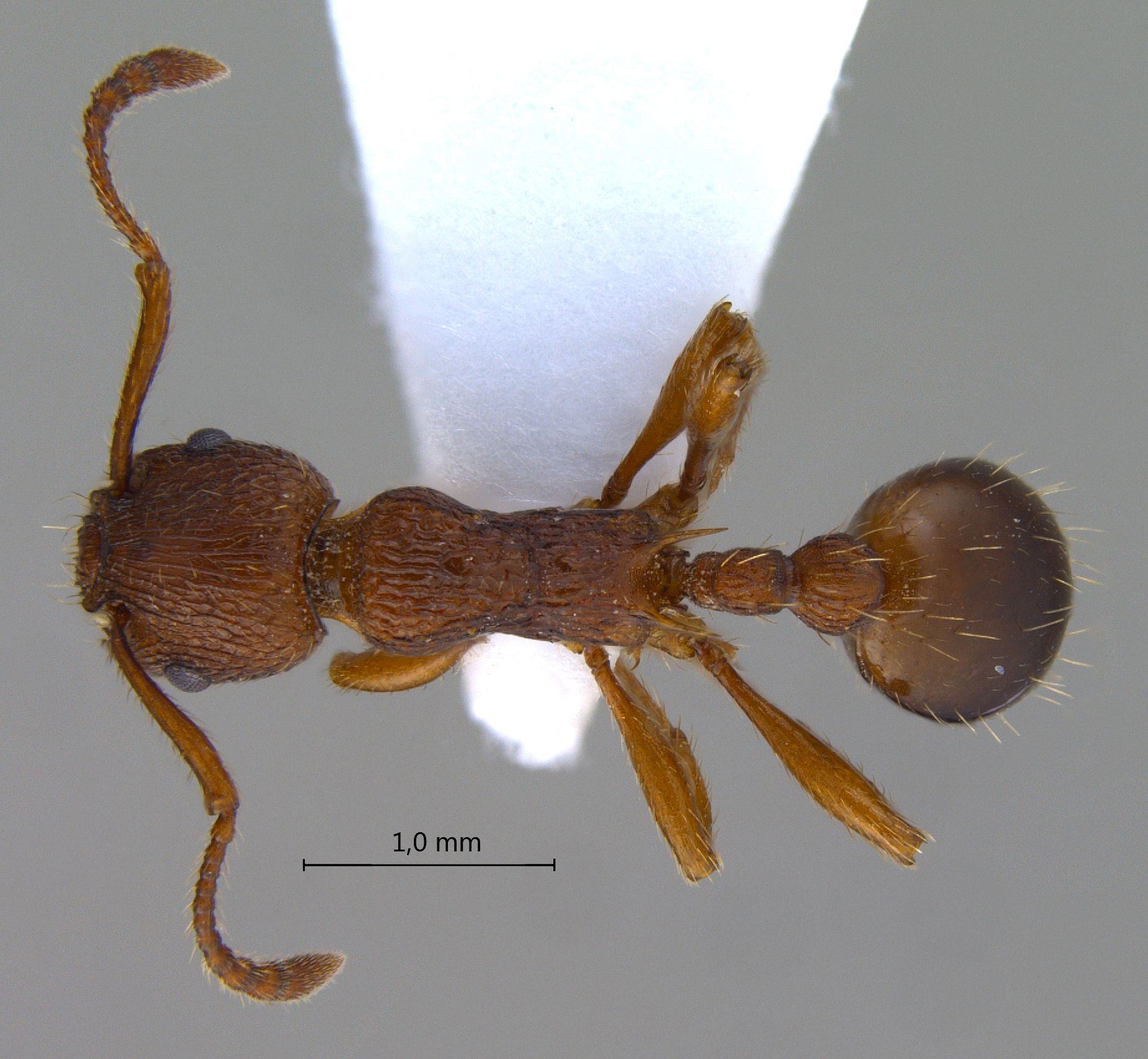 Foto Myrmica sp.1 dorsal