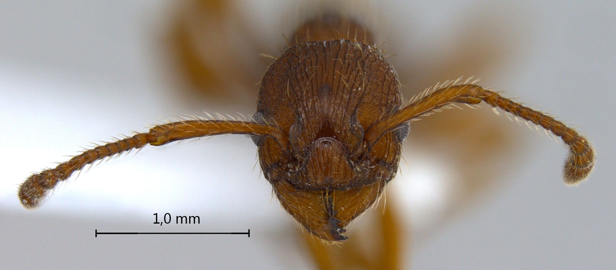 Foto Myrmica sp.1 frontal