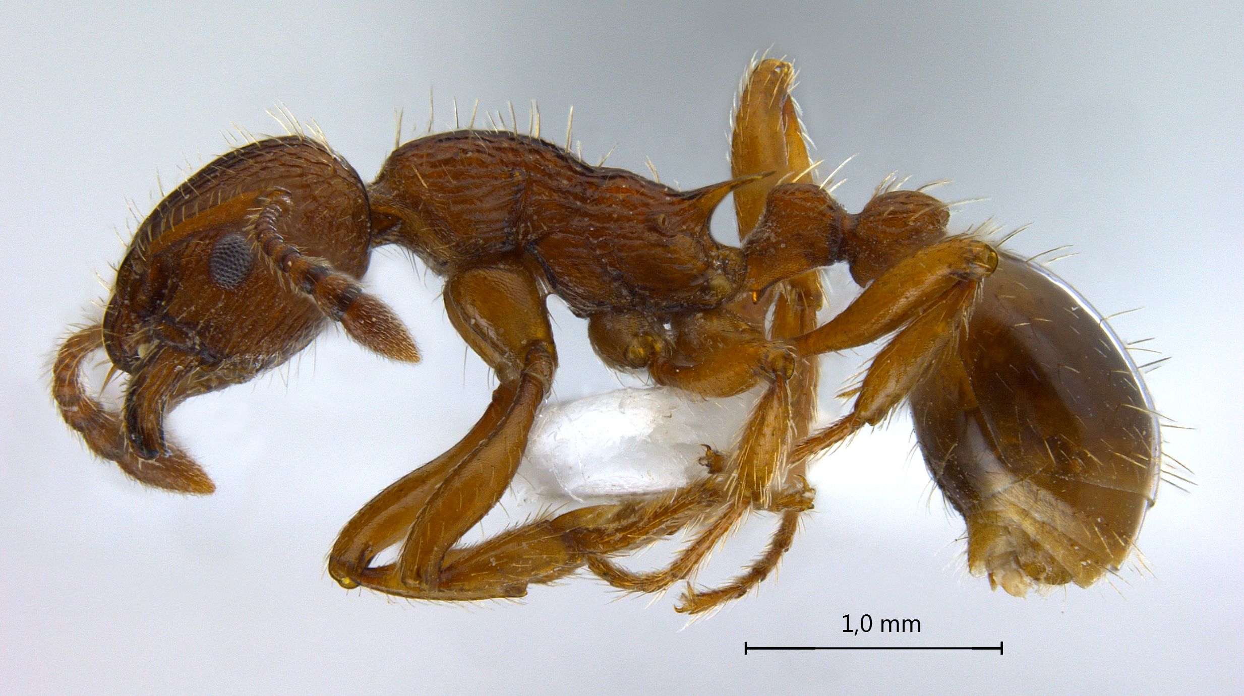 Foto Myrmica sp.1 lateral