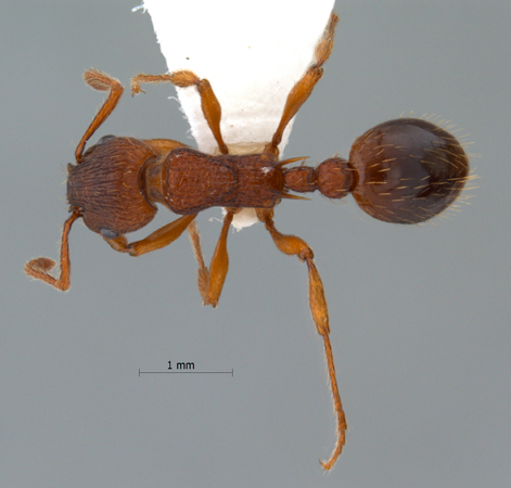 Myrmica specioides Bondroit, 1918 dorsal