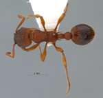 Myrmica specioides Bondroit, 1918 dorsal