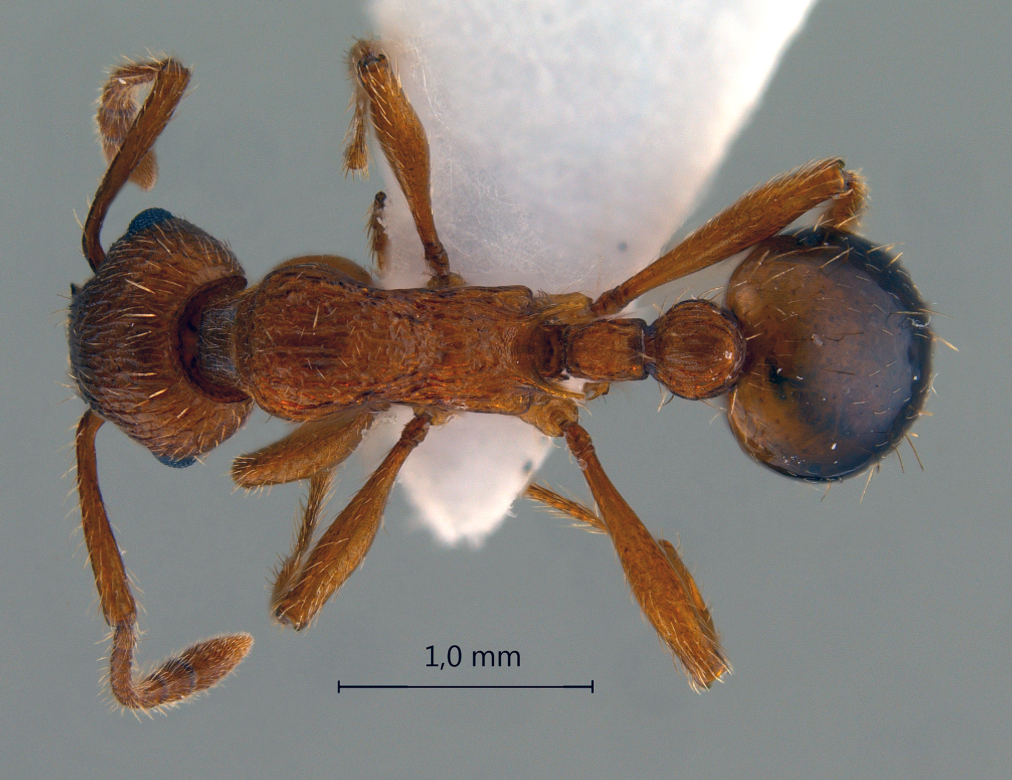 Foto Myrmica specioides Bondroit, 1918 dorsal