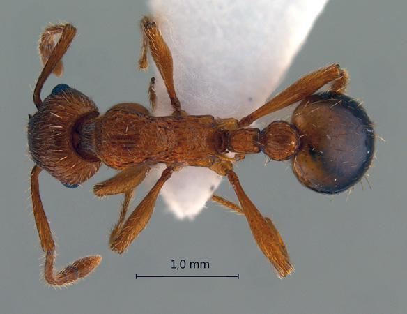 Myrmica specioides Bondroit, 1918 dorsal