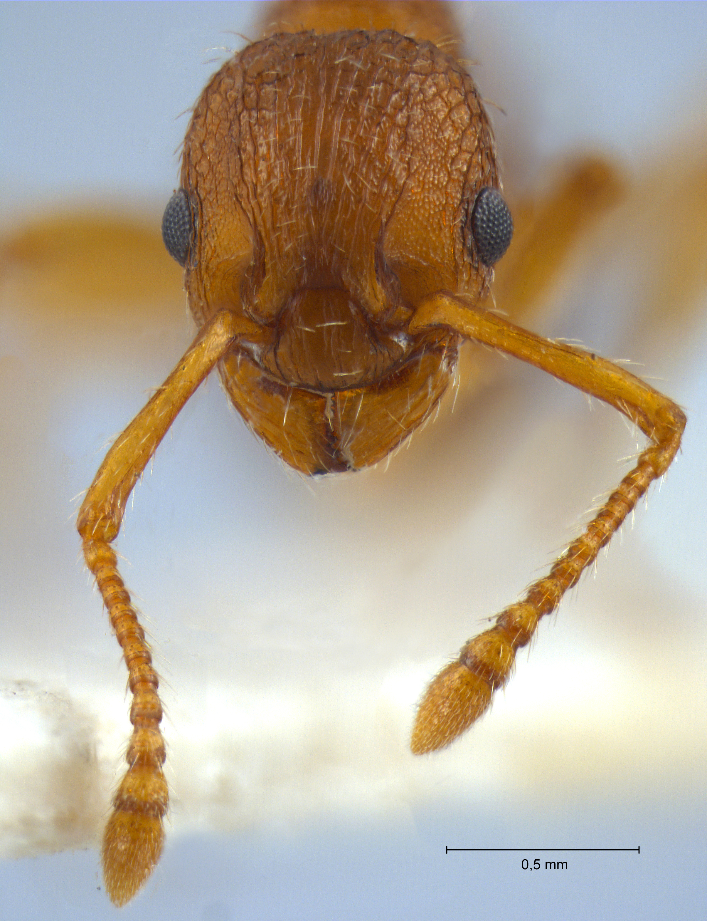 Foto Myrmica specioides Bondroit, 1918 frontal